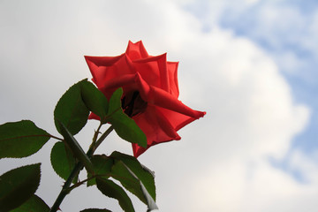 rose
