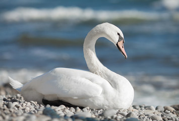 Obraz premium Wildlife and sealife concept. Beautiful white adult swan on sea ocean lake. Wild bird animal swimming on water in sunny day.