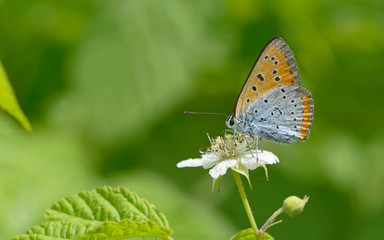 Fototapeta na wymiar Common Blue (Polyommatus icarus) butterfly