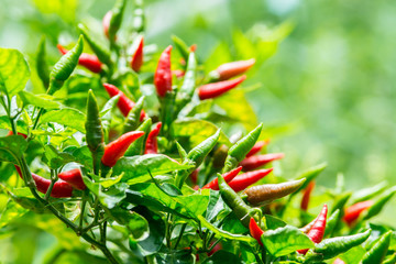 Red chili peppers on the tree in garden.
