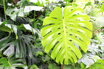 Monstera leaf 