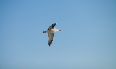 flying seagull. Flying kelp gull