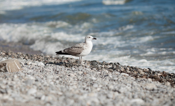 Sea Gull on the beach