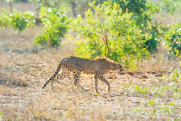 Majestic Cheetah in hunting position ready to run for an ambush. Kruger National Park, South Africa.