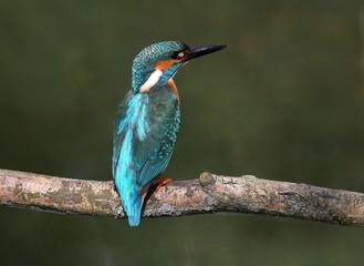 Male European Common Kingfisher (Alcedo Atthis), seen from behind.