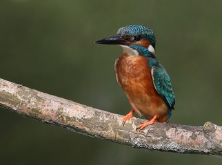 Colourful male European Common Kingfisher (Alcedo Atthis) in close-up.