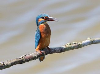 Excited juvenile male European Common Kingfisher (Alcedo Atthis) posing on a branch