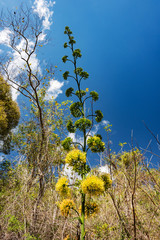 plant with yellow blossom in vinales, cuba