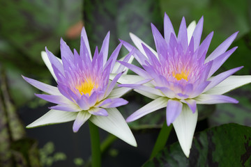 Two purple lotus flowers on green leafs background.