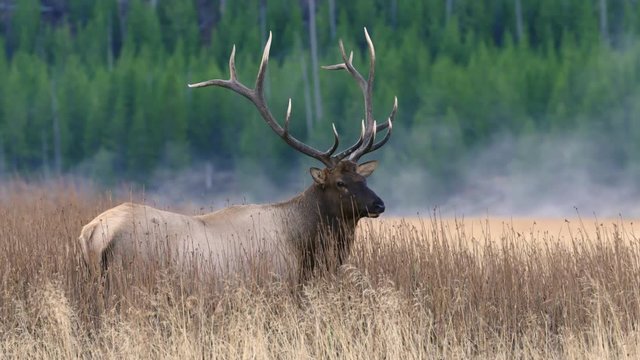 Bull elk standing in grassy field