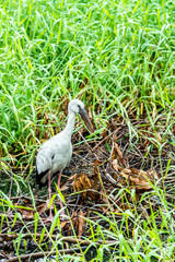 Fototapeta premium Open-billed stork, Asian openbill foraging in the grass.