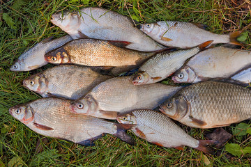Pile of the common bream fish, crucian fish, roach fish, bleak f
