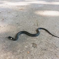 snake on forest road