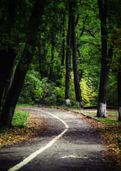 Road in the autumn forest. Fall llandscape with fallen leaves. S