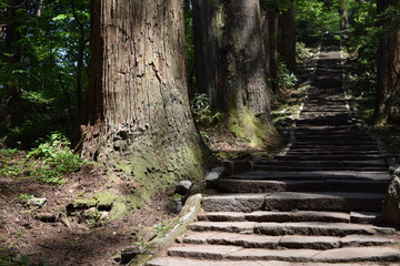 羽黒山の杉並木 ／...