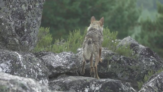 Slow motion of wolf climbing rocks
