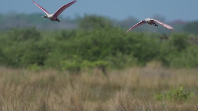 Tracking shot of roseate spoonbills flying over grassy field