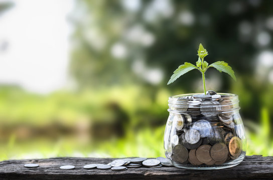 concept money growing and small tree in jar