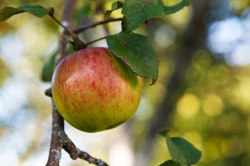 Ripe Apple in the garden. Fruit harvest in the autumn. The nature of agricultural food. Apples in autumn garden close up.