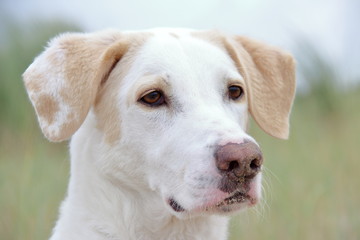 Hübscher Hund mit sandiger Nase