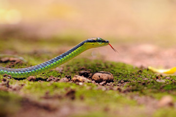Large-eyed Pit Viper or Trimeresurus macrops, beautiful green snake coiling resting on tree branch with green background