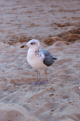 Seagull on the sand beach