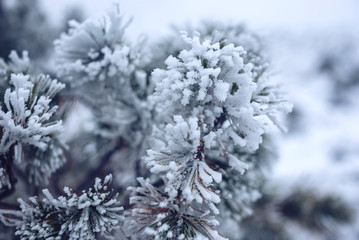 Pine tree branches covered with snow