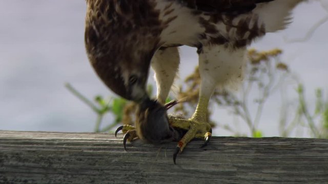 Close up of red tailed hawk eating rodent
