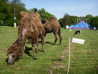 Camels having a break
