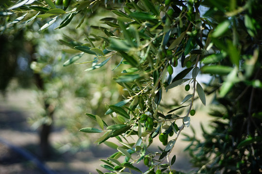Olivo con olive