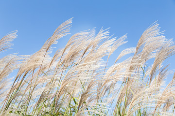 Beautiful silver grass