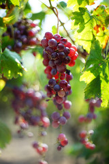 Uva matura