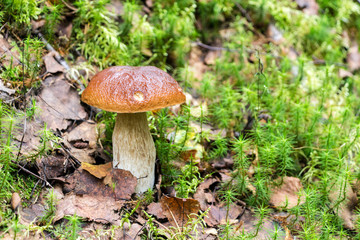 Forest edible mushroom with brown cap in the green grass