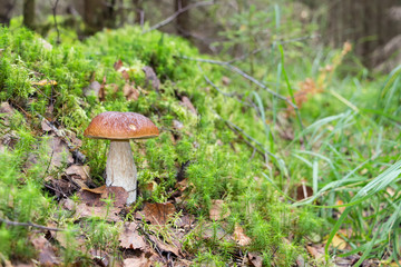 Forest edible mushroom with brown cap in the green grass