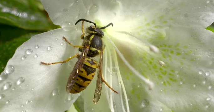 Close up of yellow jacket pollinating white flower