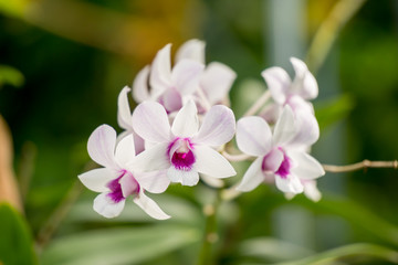 Fototapeta na wymiar Flower in the garden,Thailand