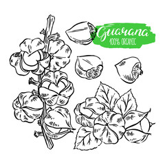 set of sketch guarana