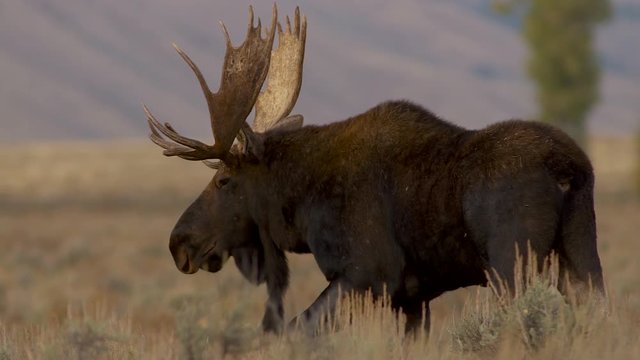 Male bull moose walking in grassy field