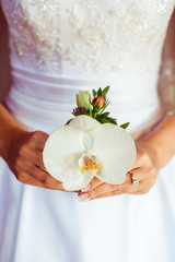 Bride holds in her hands a huge white orchid
