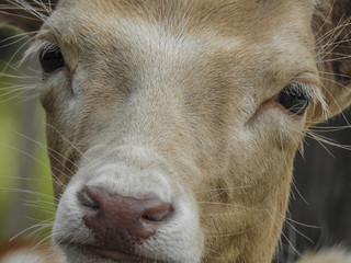 Fototapeta premium Damwild