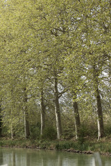 Fototapeta premium Canal du Midi