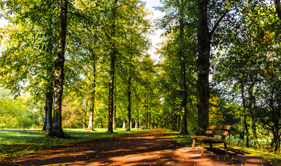 Fototapeta na wymiar avenue of trees in late summer