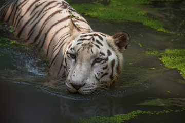 White Bengal Tiger half submerged in water