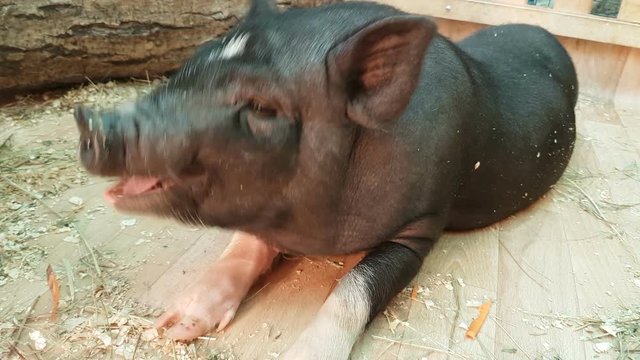 Feeding and communicates with black dwarf pig.