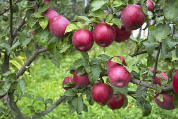 Trees with red apples in an orchard