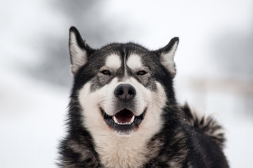 Husky dog portrait