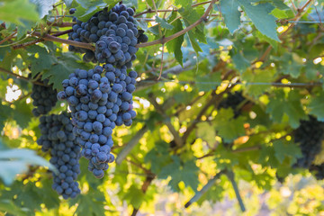 Bunches of ripe grapes before harvest.
