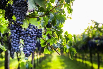 Tafelkleed Trossen rijpe druiven voor de oogst. © photomario1