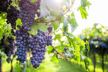 Bunches of ripe grapes before harvest.
 - obrazy, fototapety, plakaty