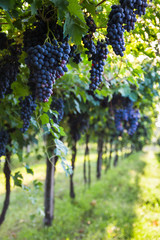 Bunches of ripe grapes before harvest.
